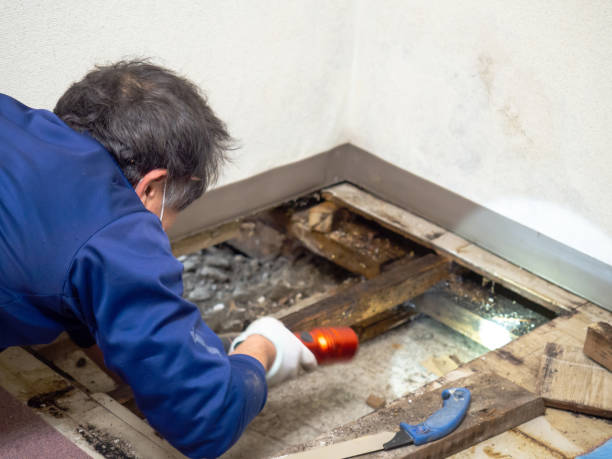 Best Residential Mold Removal  in Fern Prairie, WA