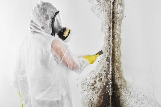 Best Mold Testing  in Fern Prairie, WA