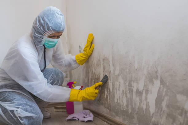 Best Home Mold Removal  in Fern Prairie, WA