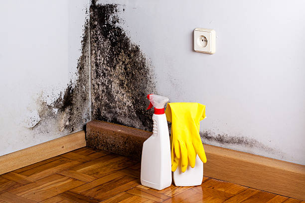Best Office Mold Removal Services  in Fern Prairie, WA